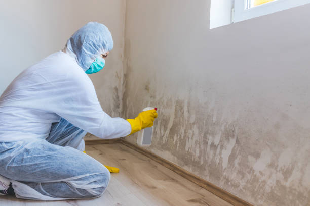 Licensed Mold Remediation service in Canton, IL - WQB Mold Removal